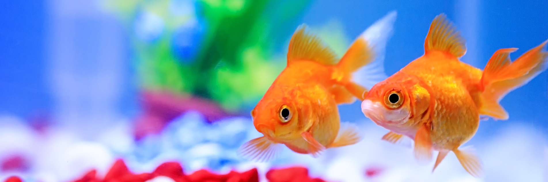 Aquariam banner