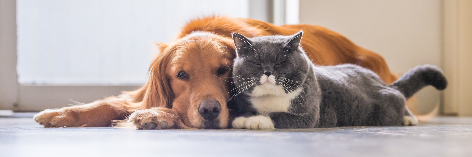 dog and cat banner