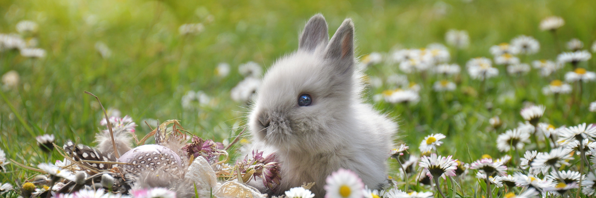 Housing and enrichment for rabbits2